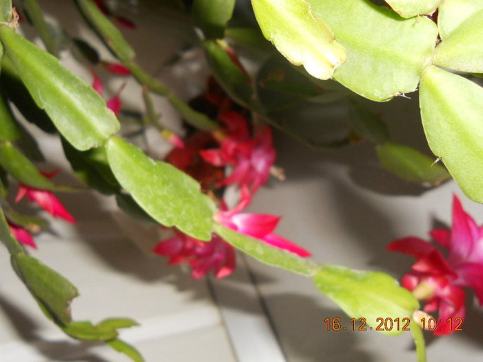 DSCN2485 - Schlumbergera 2012-2013