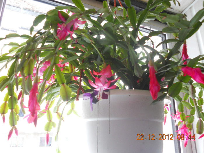 DSCN2488 - Schlumbergera 2012-2013