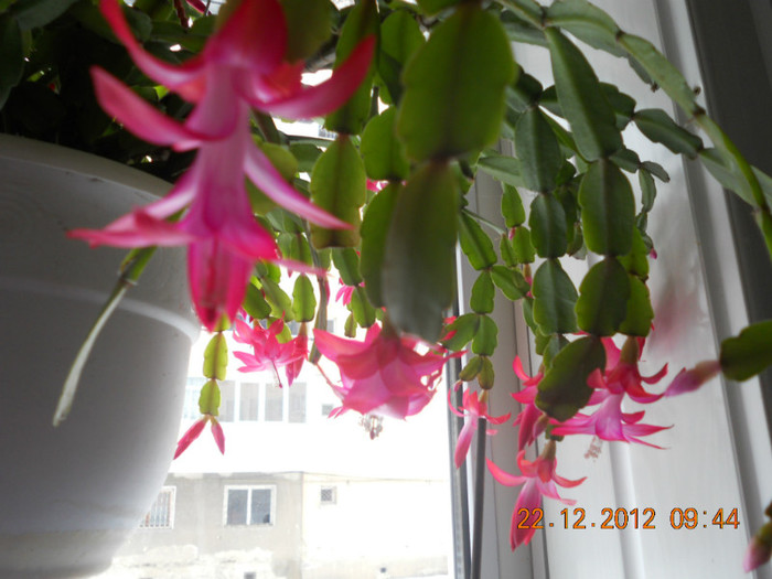 DSCN2489 - Schlumbergera 2012-2013
