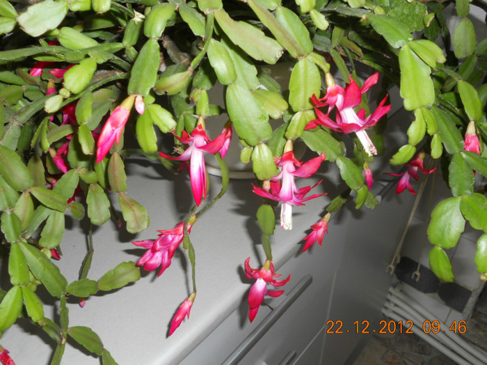 DSCN2496 - Schlumbergera 2012-2013