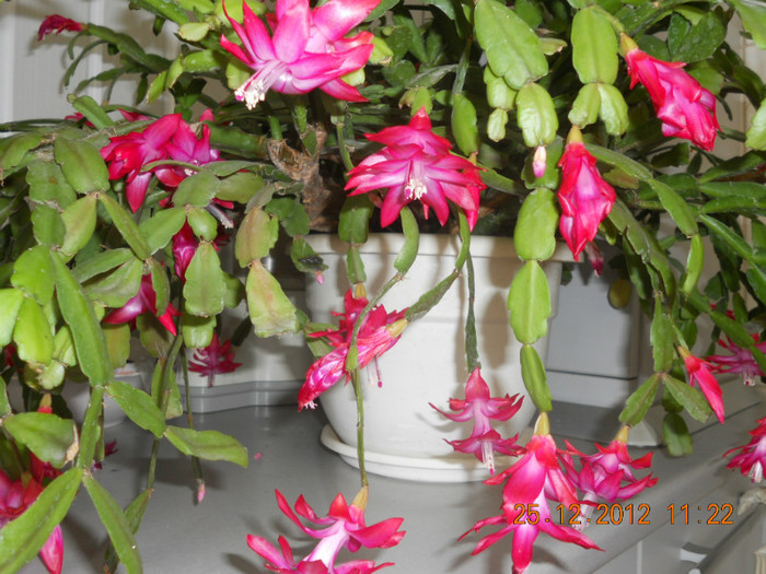 DSCN2520 - Schlumbergera 2012-2013