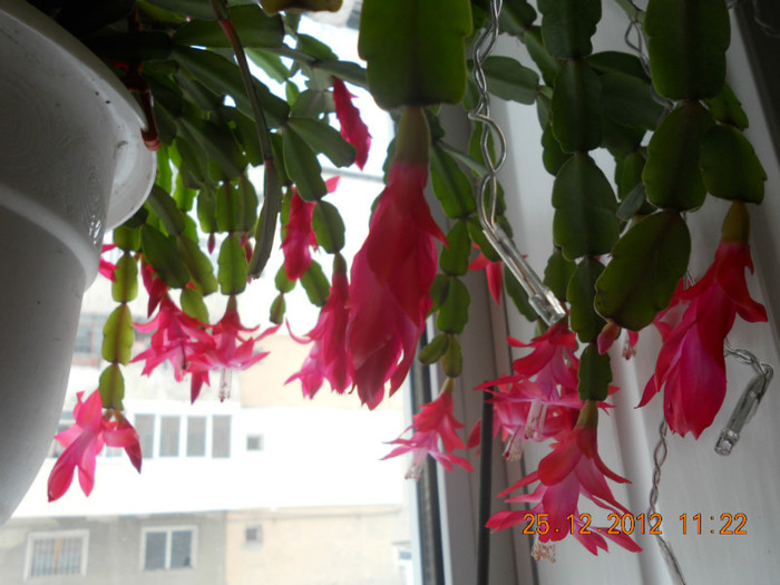DSCN2521 - Schlumbergera 2012-2013