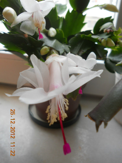 DSCN2524 - Schlumbergera 2012-2013