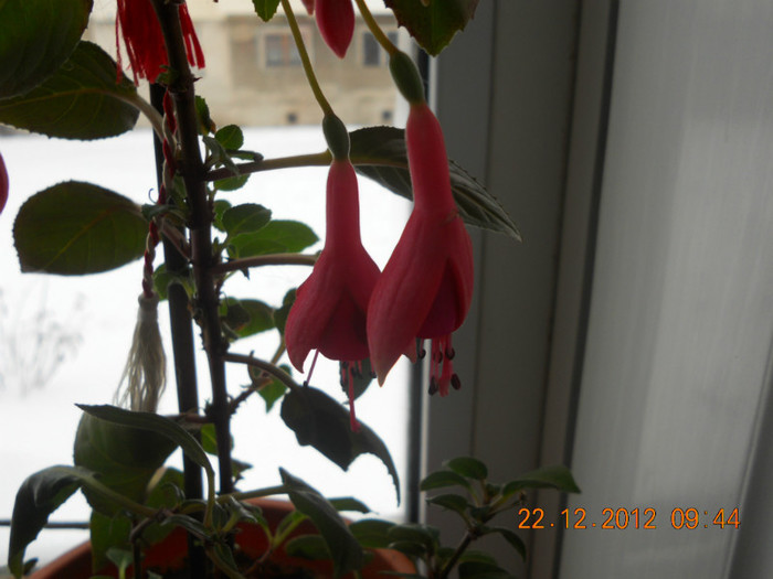 DSCN2490 - Fuchsia 2012