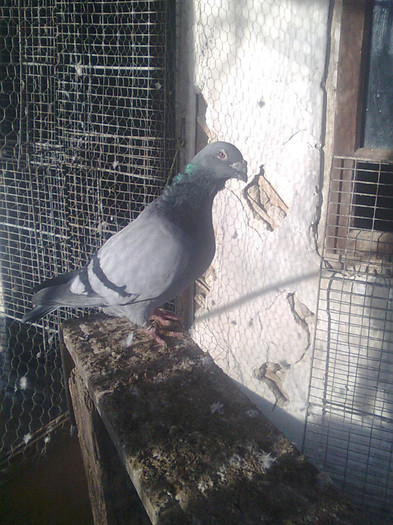 mascul 2008 - Porumbeii mei