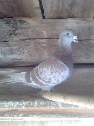 femela fara inel , de vanzare!