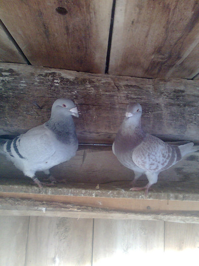 pereche! de vanzare!