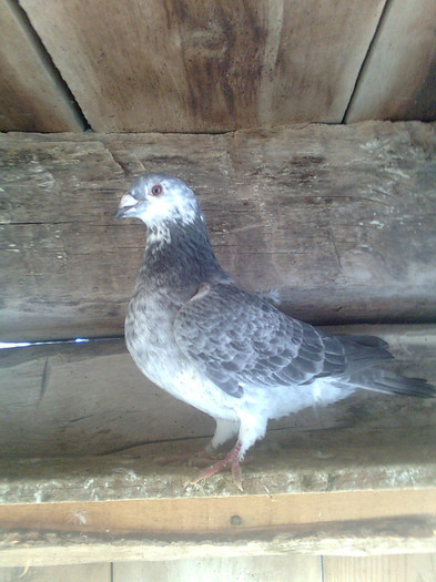 femela fara inel , de vanzare!