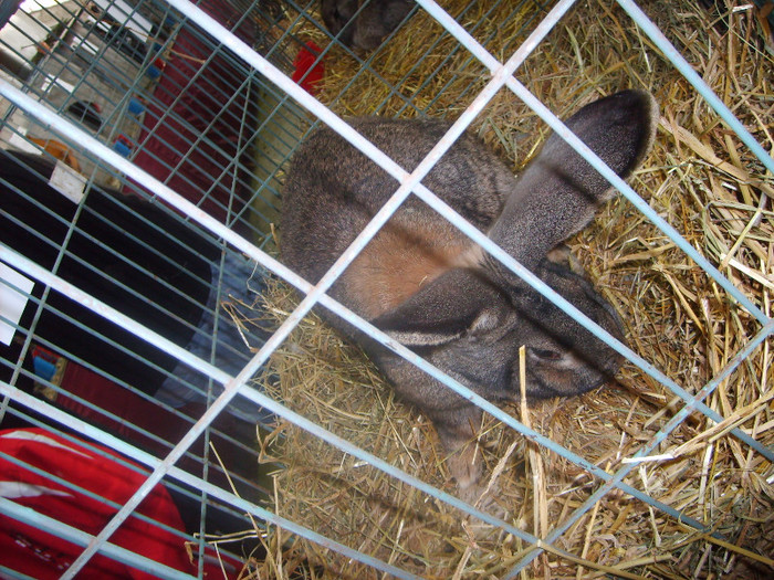 SD530767 - Expozitie 28-30 ian 2011 Suceava