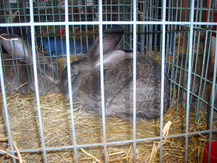 SD530769 - Expozitie 28-30 ian 2011 Suceava