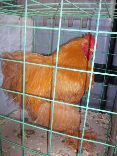 SD530771 - Expozitie 28-30 ian 2011 Suceava