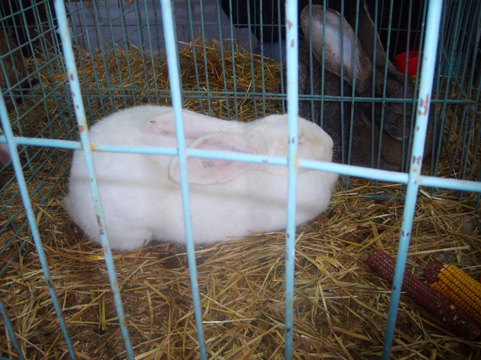 SD530775 - Expozitie 28-30 ian 2011 Suceava