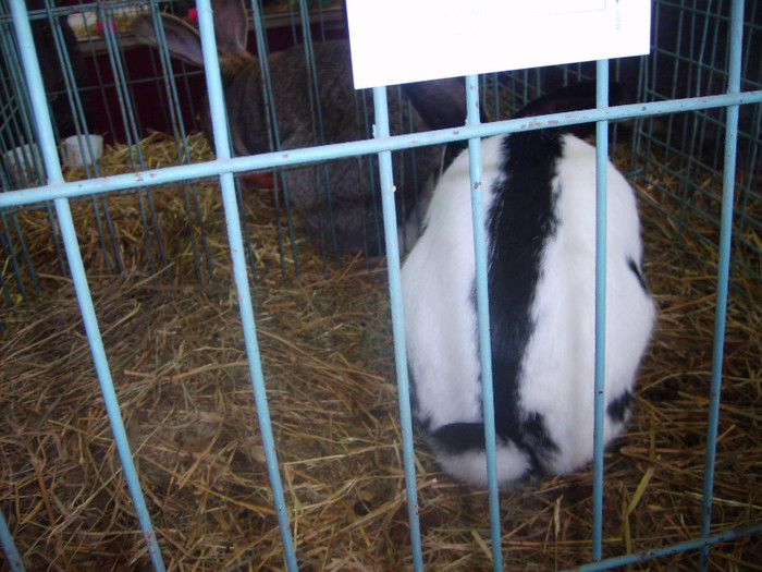 SD530778 - Expozitie 28-30 ian 2011 Suceava