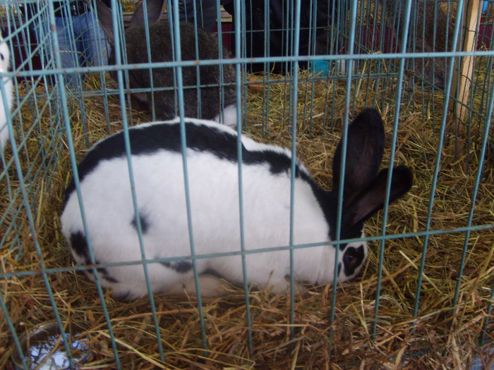 SD530779 - Expozitie 28-30 ian 2011 Suceava