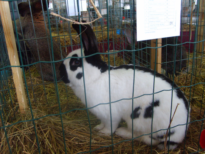 SD530780 - Expozitie 28-30 ian 2011 Suceava