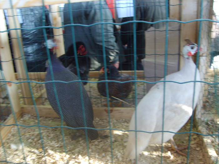 SD530797 - Expozitie 28-30 ian 2011 Suceava