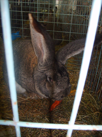 SD530826 - Expozitie 28-30 ian 2011 Suceava