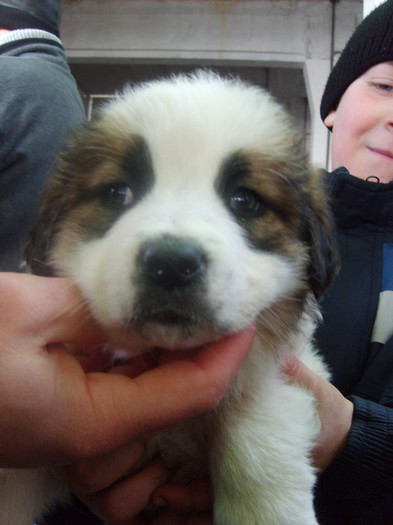 SD530829 - Expozitie 28-30 ian 2011 Suceava