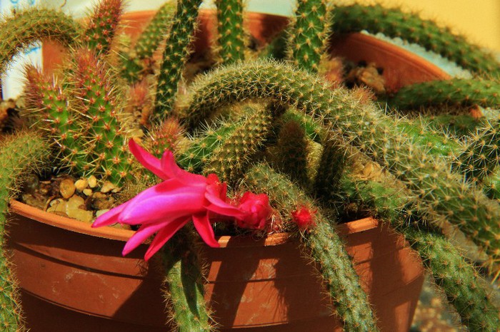 Aporocactus flagelliformis