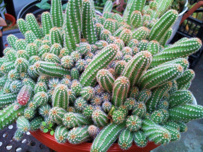 Chamaecereus silvestrii