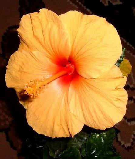  - 2006 Hibiscus