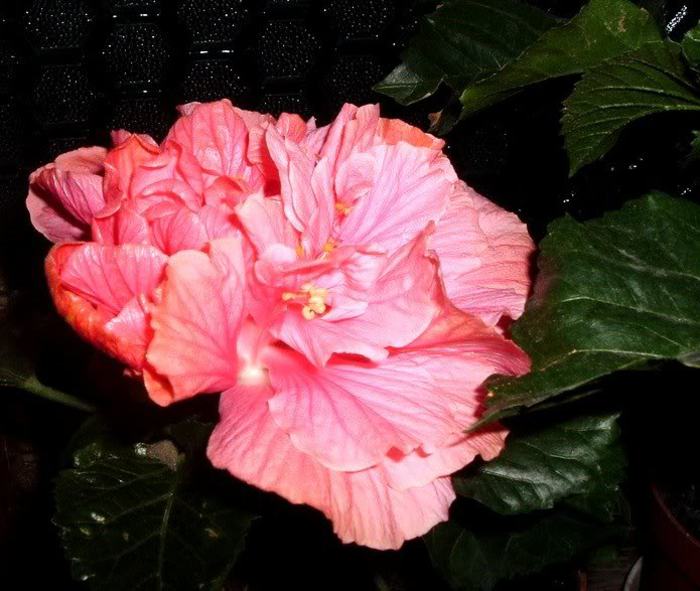  - 2006 Hibiscus