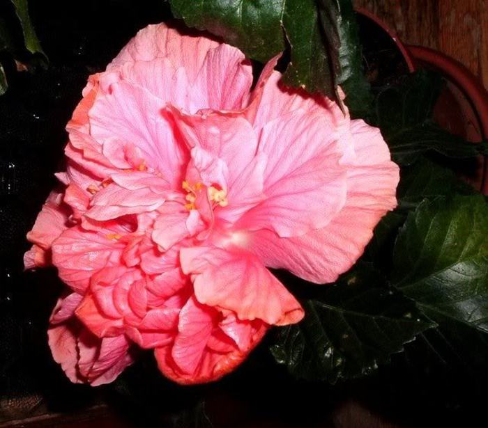  - 2006 Hibiscus