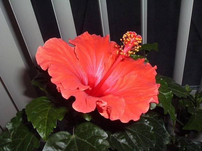  - 2006 Hibiscus