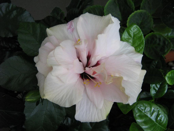  - 2006 Hibiscus