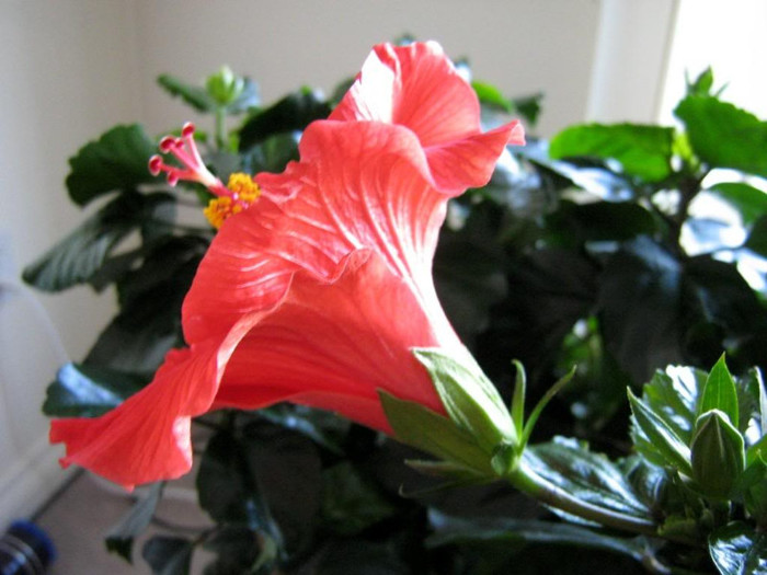 03 mai - 2007 Hibiscus