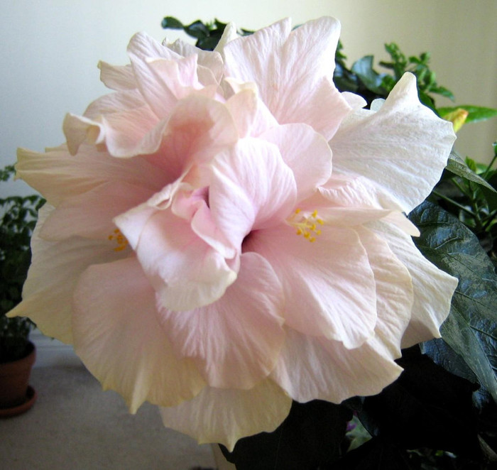 10 iunie - 2007 Hibiscus