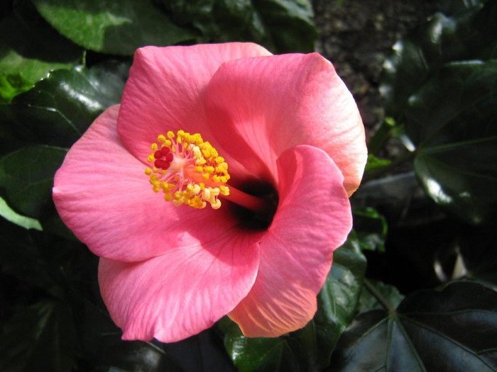 15 mar - 2008 Hibiscus