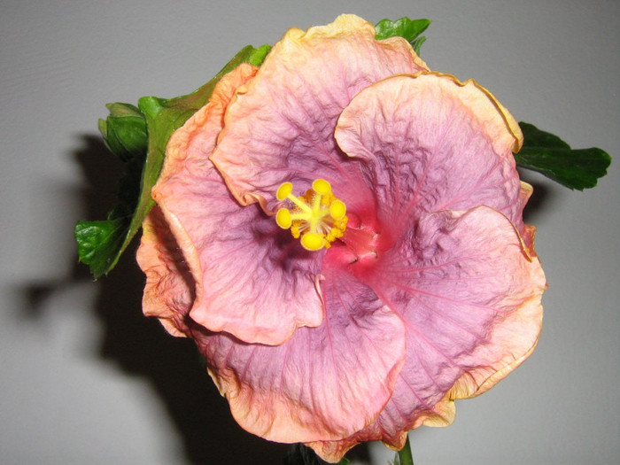 20 mar - 2008 Hibiscus