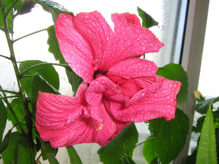 14 apt - 2008 Hibiscus