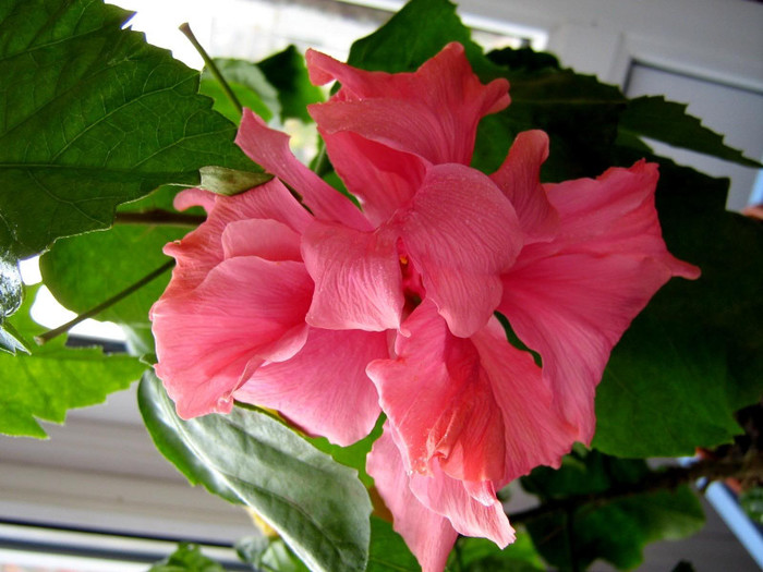 27 apr - 2008 Hibiscus