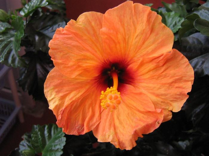 17 mai - 2008 Hibiscus