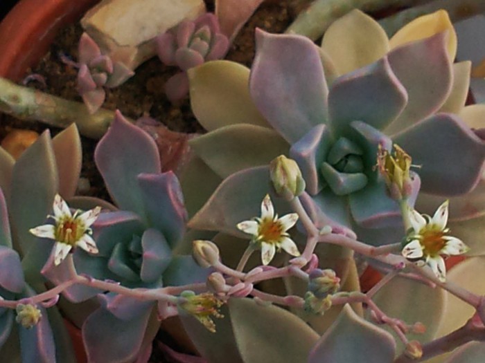 Graptopetalum paraguayense - Graptopetalum paraguayense