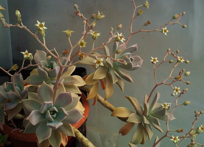 Graptopetalum paraguayense