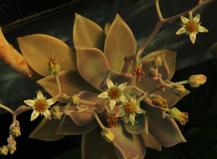 Graptopetalum paraguayense