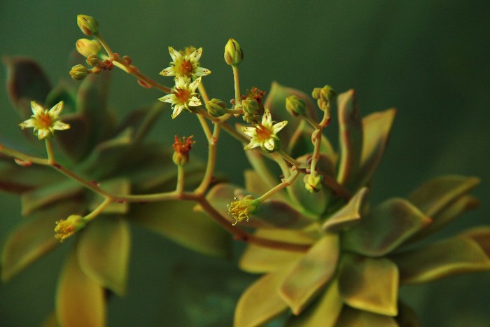 Graptopetalum paraguayense