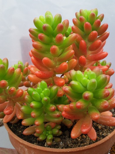 Sedum rubrotinctum - Sedum rubrotinctum