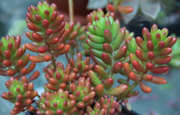 Sedum rubrotinctum - Sedum rubrotinctum