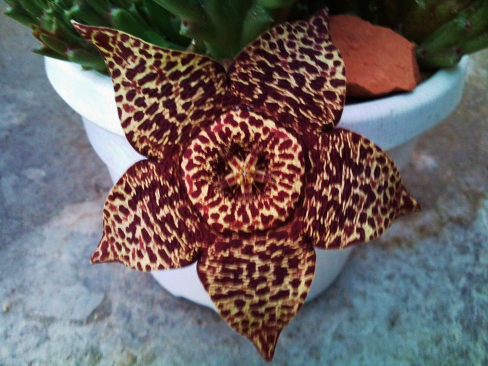 floare Stapelia variegata