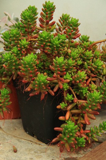 Sedum rubrotinctum - Sedum rubrotinctum