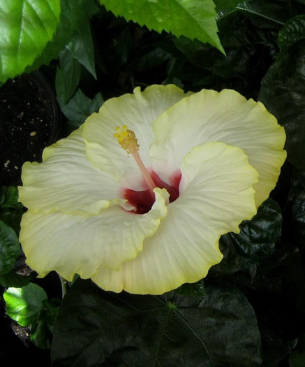 23 mai - 2009 Hibiscus