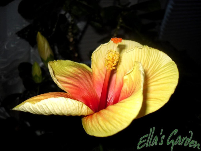 11 mar - 2010 Hibiscus