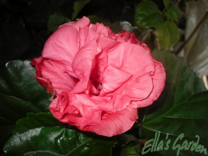 26 mar - 2010 Hibiscus