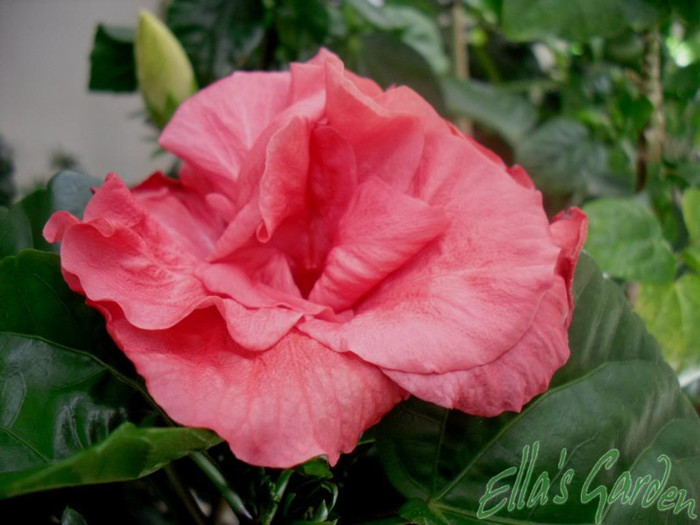 27 mar - 2010 Hibiscus