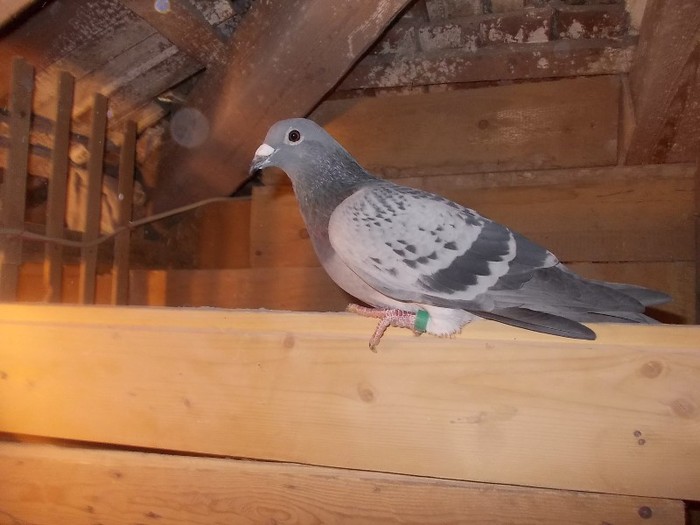 din olimpicul lui Kalnoki Endre