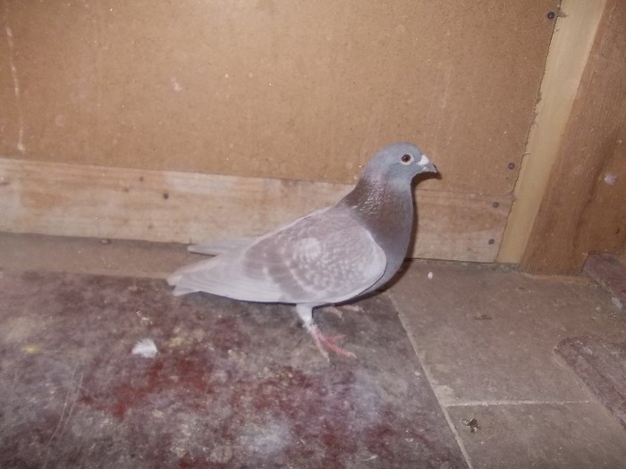 nepot din olimpicii lui Kalnoki Endre